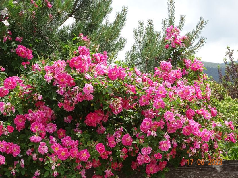  - Trandafiri 2023 2