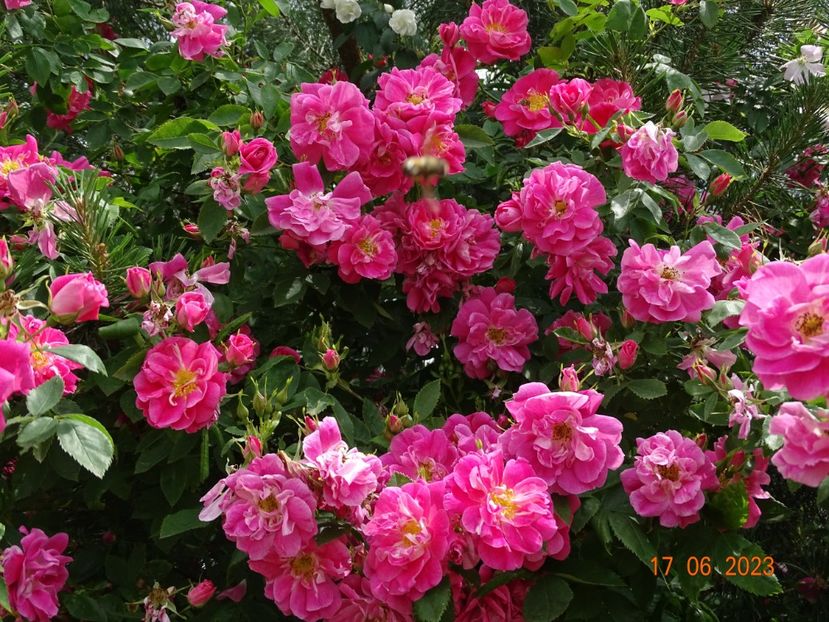  - Trandafiri 2023 2