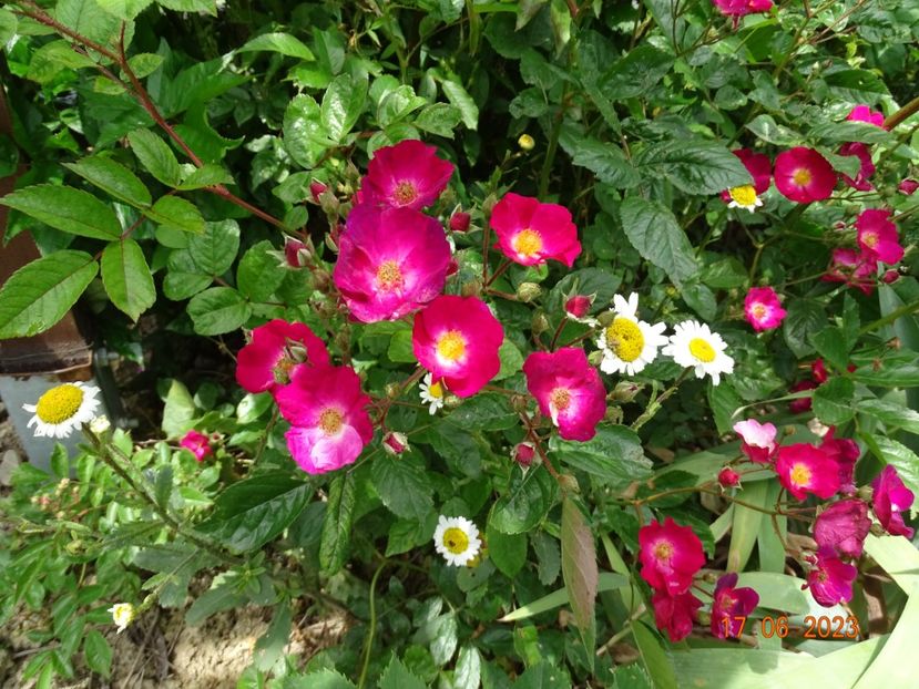  - Trandafiri 2023 2