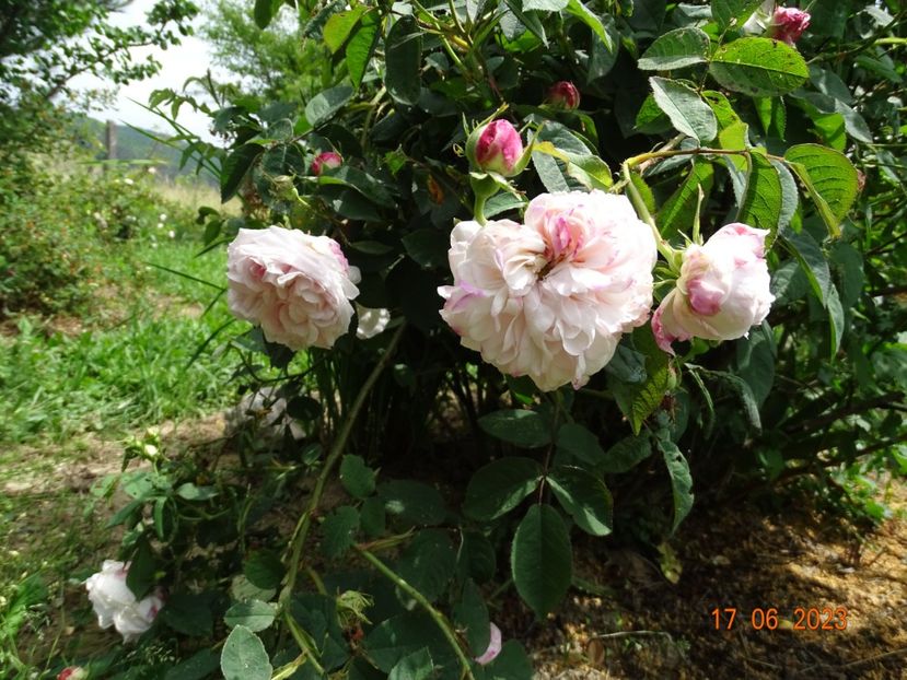  - Trandafiri 2023 2