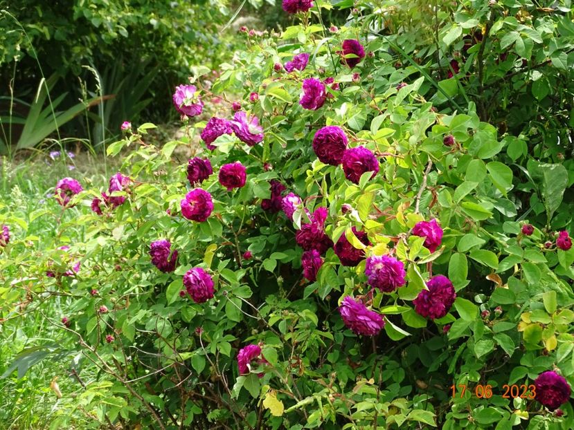  - Trandafiri 2023 2