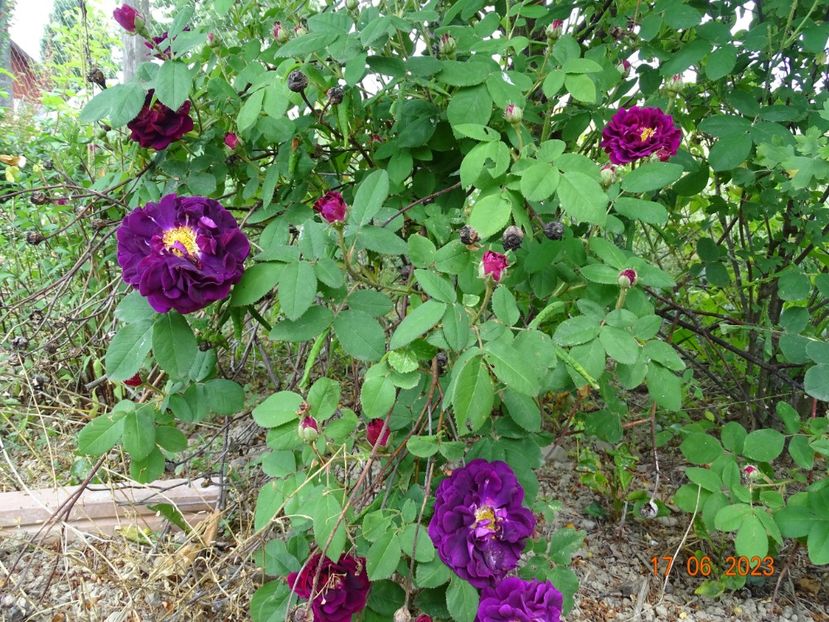  - Trandafiri 2023 2