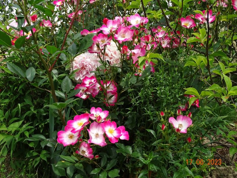  - Trandafiri 2023 2