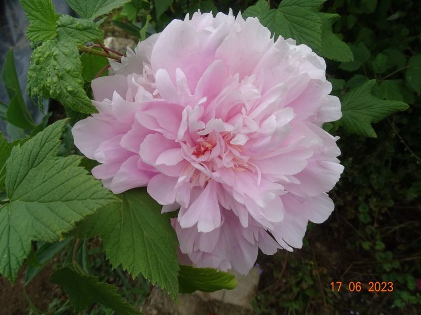  - Irisi si bujori 2023 2