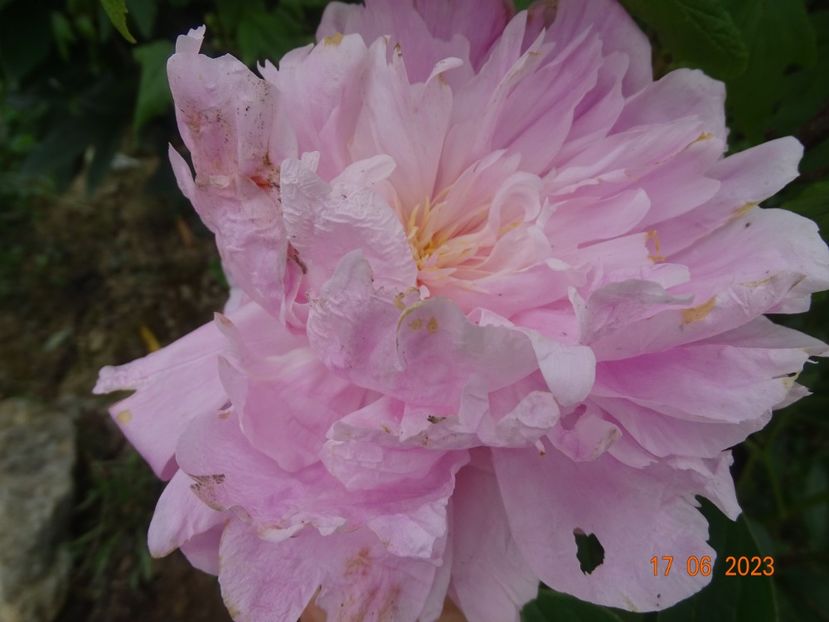  - Irisi si bujori 2023 2