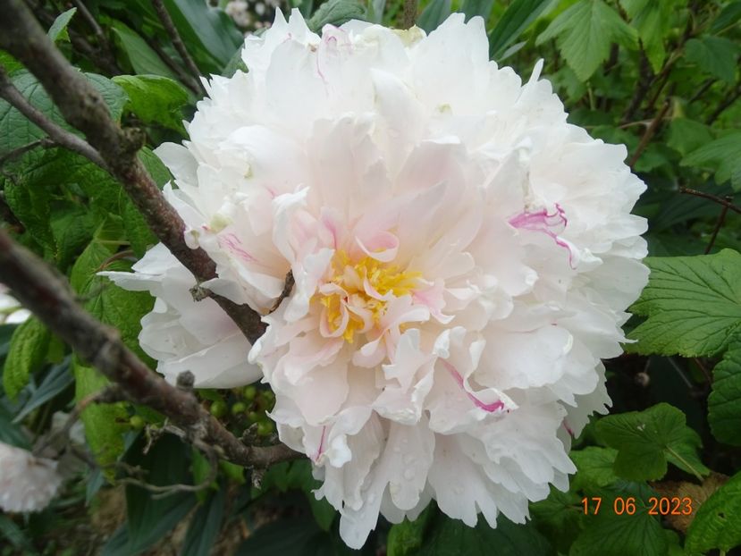  - Irisi si bujori 2023 2