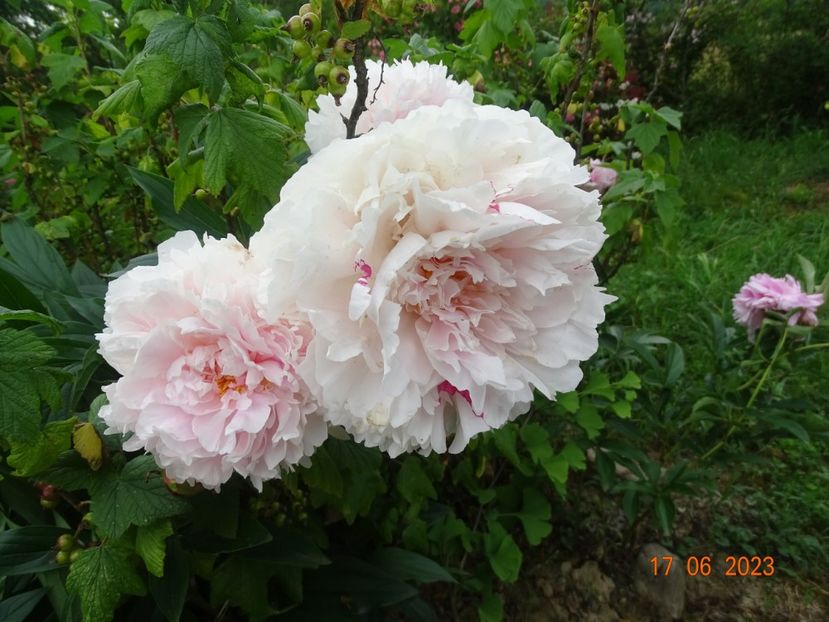  - Irisi si bujori 2023 2