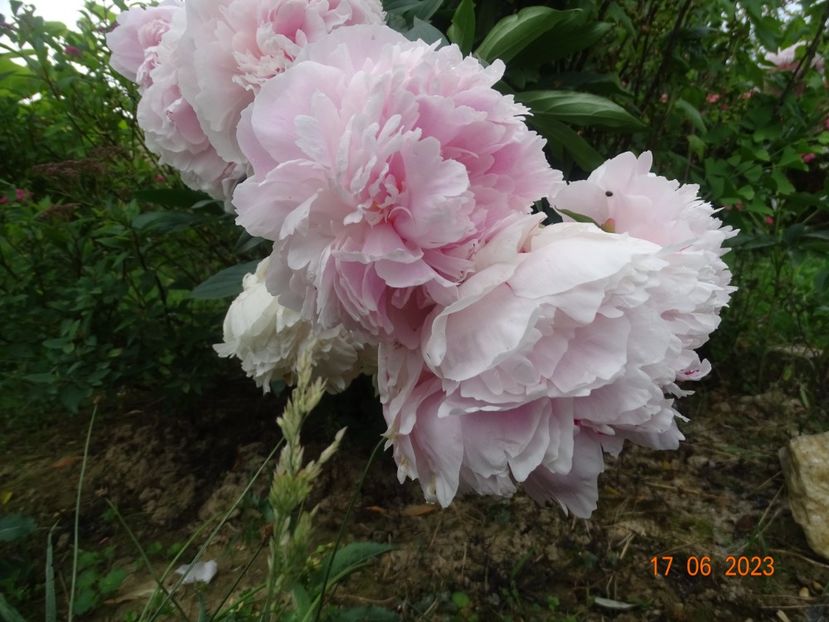  - Irisi si bujori 2023 2