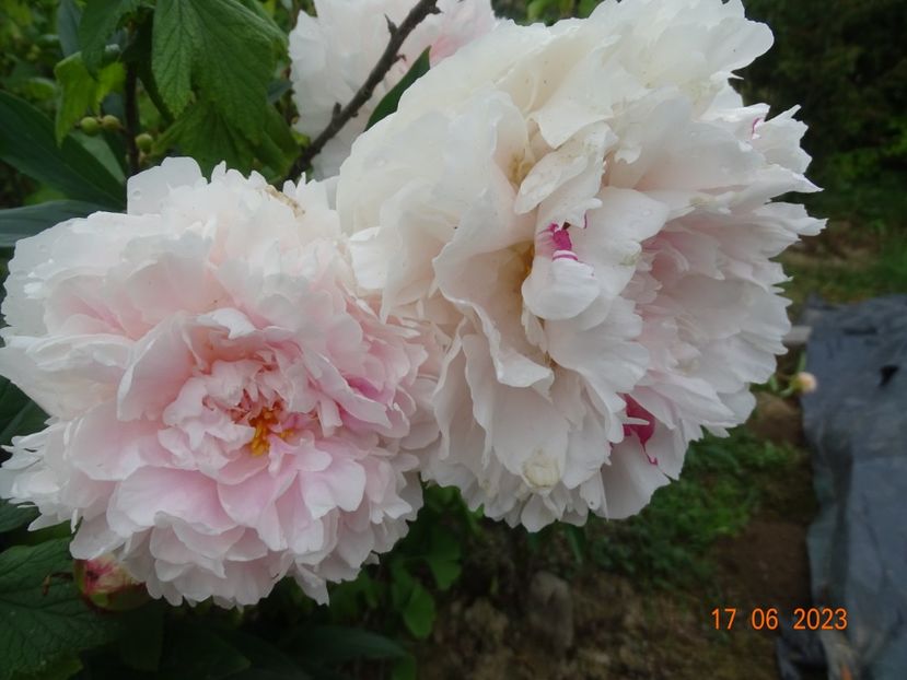  - Irisi si bujori 2023 2