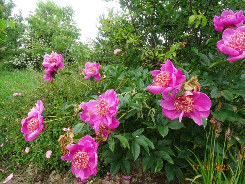  - Irisi si bujori 2023 2