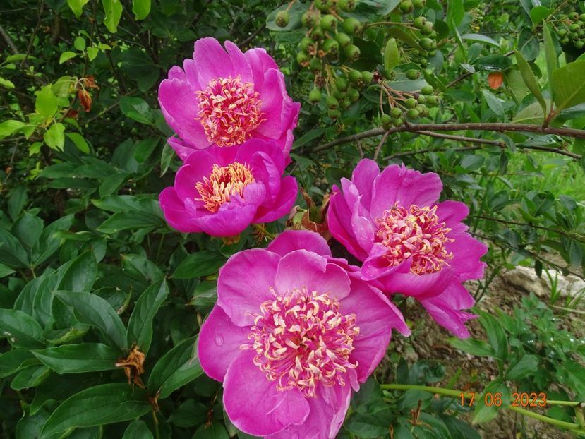  - Irisi si bujori 2023 2