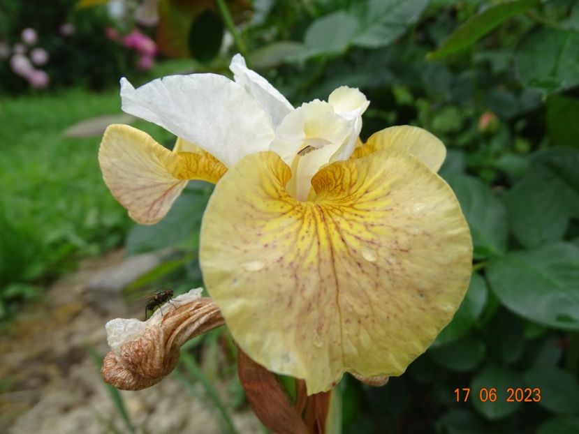  - Irisi si bujori 2023 2