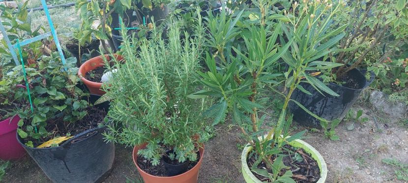 Rozmarin pomisor - w Produse livrate