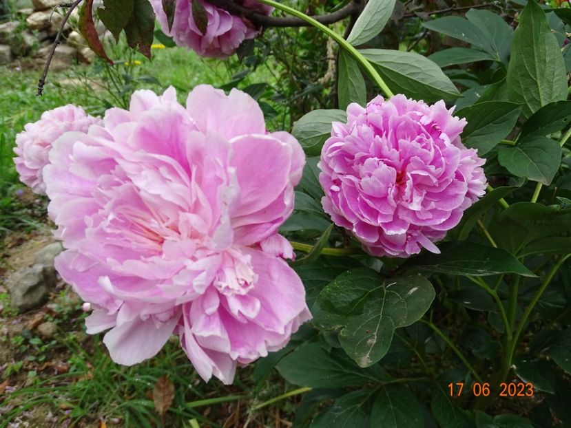  - Irisi si bujori 2023 2