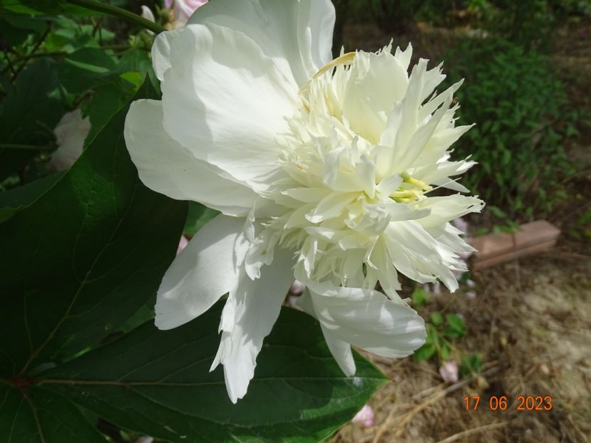  - Irisi si bujori 2023 2