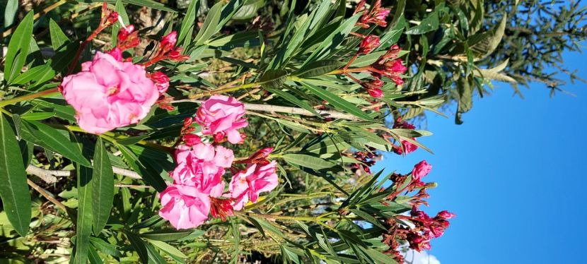 Leandru roz indisponibil - Produse livrate 2