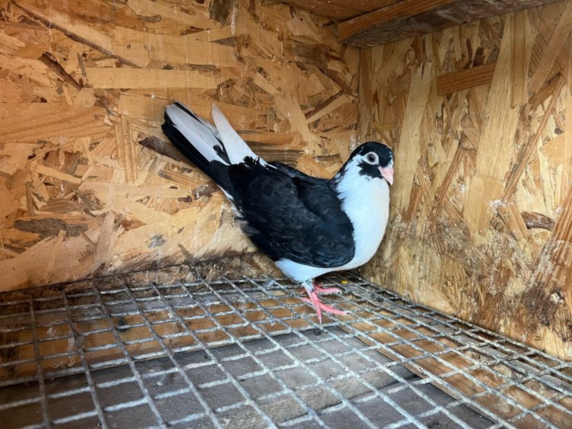 3030/23 - 6-lot zbor 2023