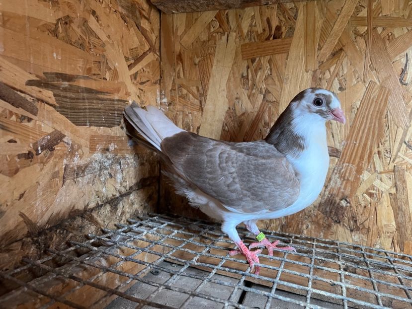 3029/23 - 6-lot zbor 2023