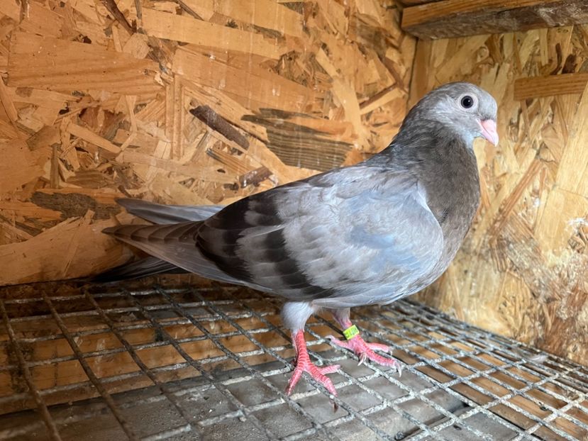 3027/23 - 6-lot zbor 2023