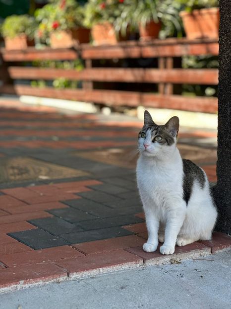 IMG-20230808-WA0021 - Pisicute