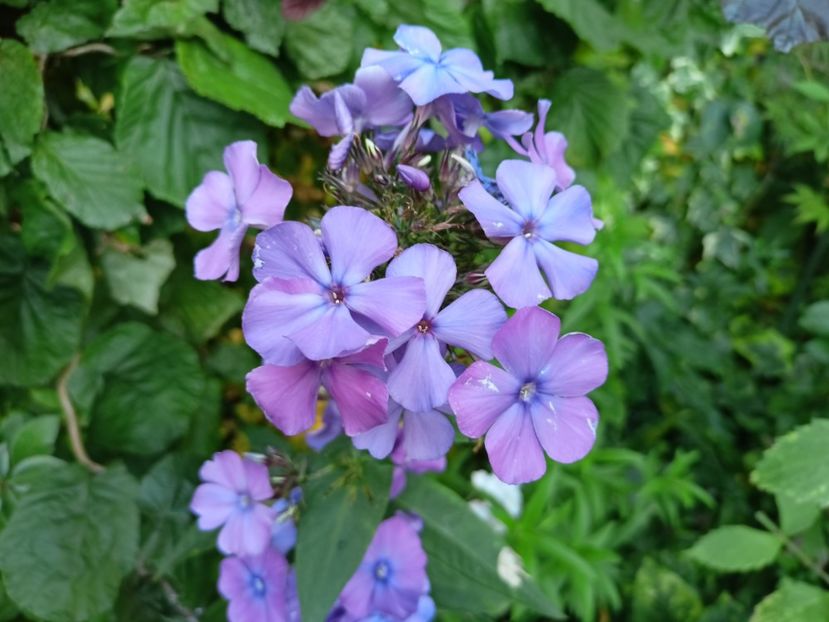 Phlox "Blue Paradise" - Grădina 2023 continuare 4