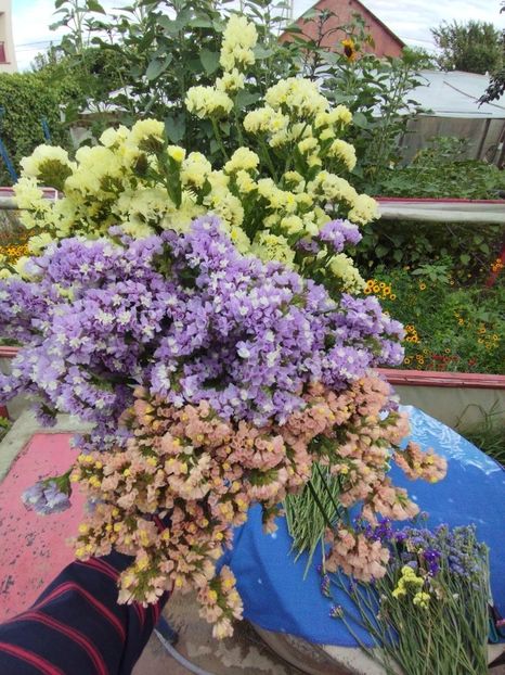  - Limonium anual a 2023