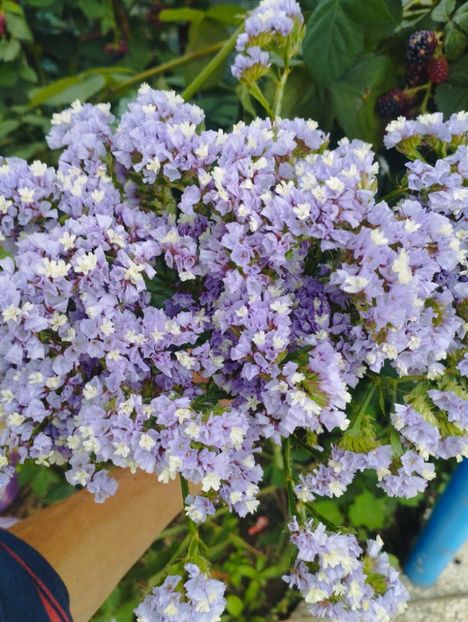  - Limonium anual a 2023