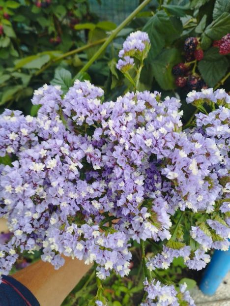  - Limonium anual a 2023