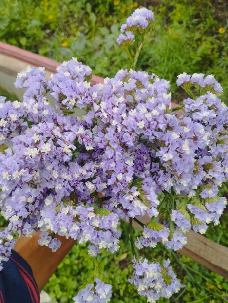  - Limonium anual a 2023