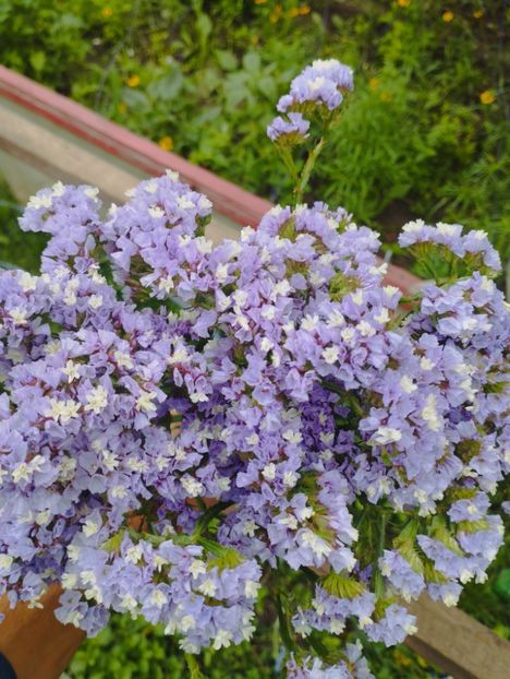  - Limonium anual a 2023