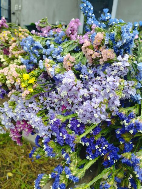  - Limonium anual a 2023