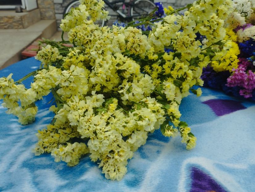  - Limonium anual a 2023