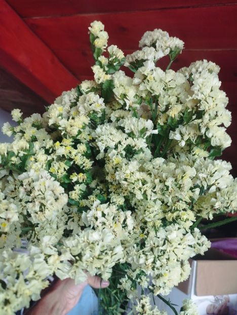  - Limonium anual a 2023
