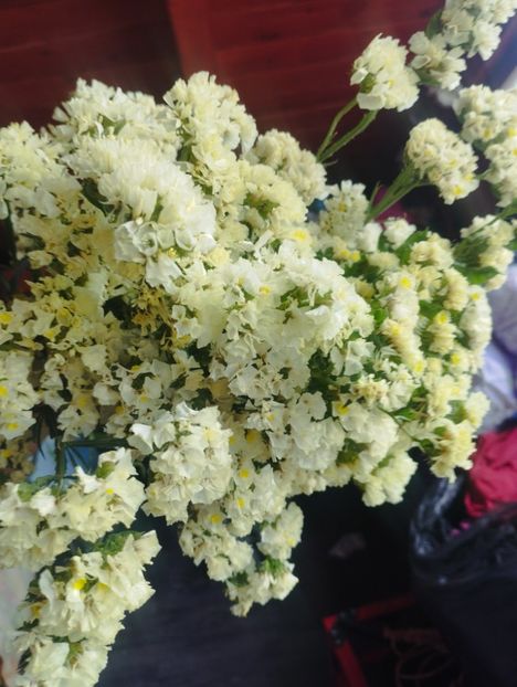  - Limonium anual a 2023