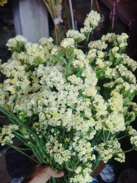  - Limonium anual a 2023