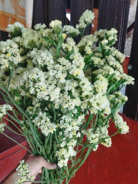  - Limonium anual a 2023