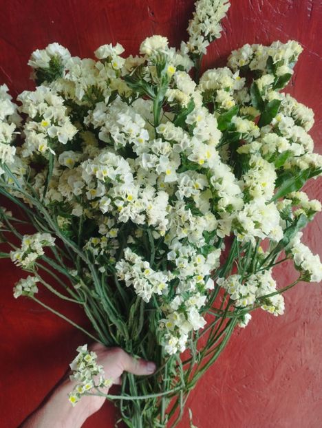  - Limonium anual a 2023