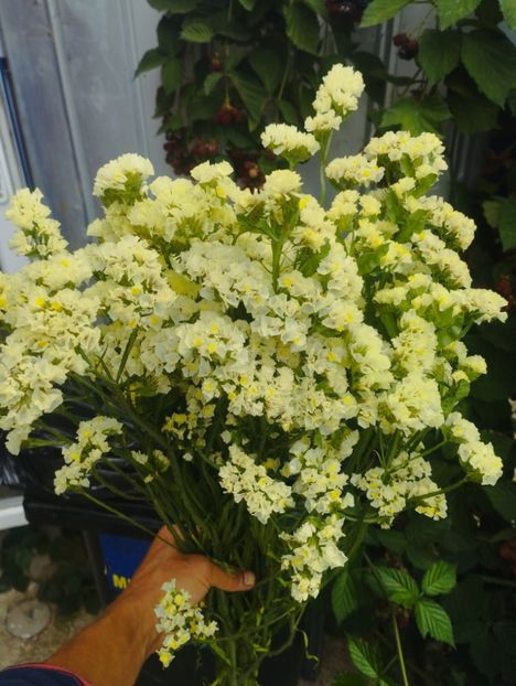  - Limonium anual a 2023