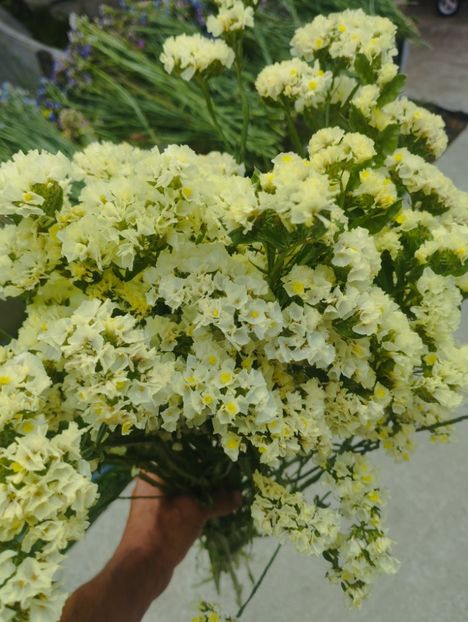  - Limonium anual a 2023