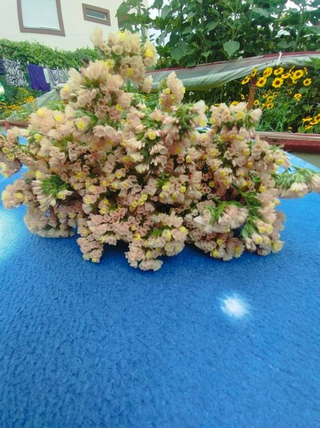  - Limonium anual a 2023