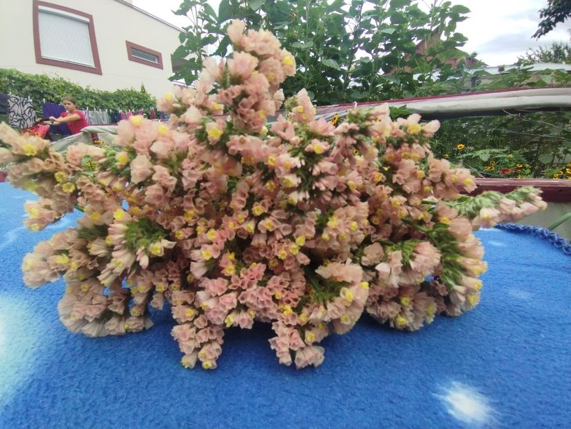  - Limonium anual a 2023