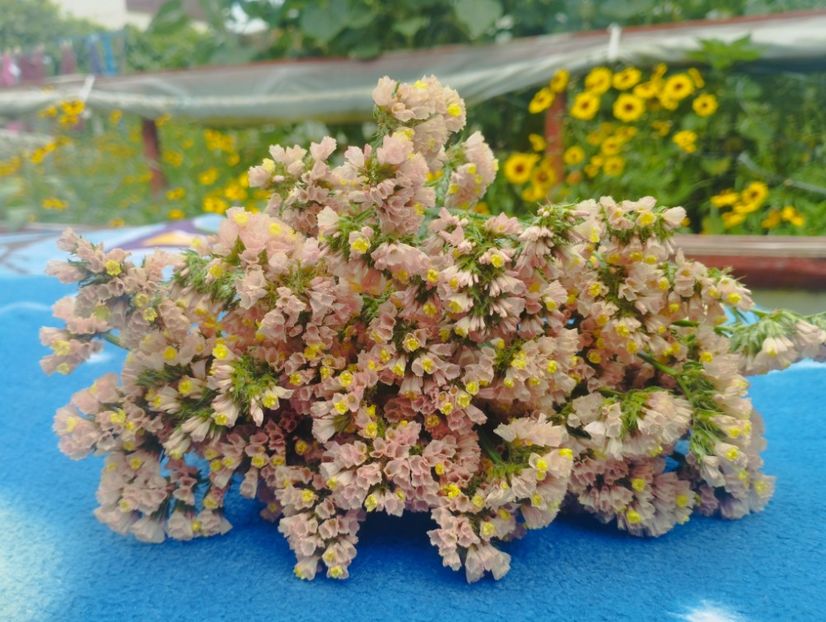  - Limonium anual a 2023
