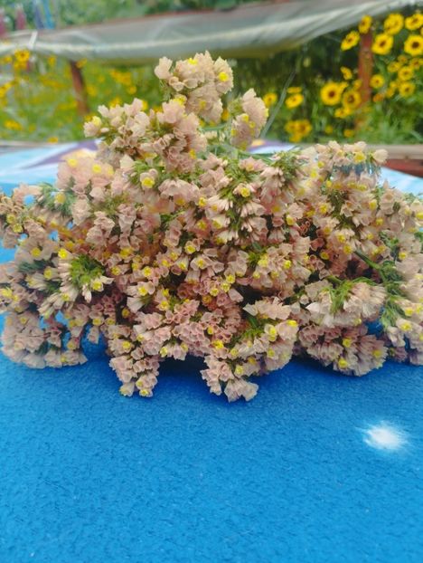  - Limonium anual a 2023