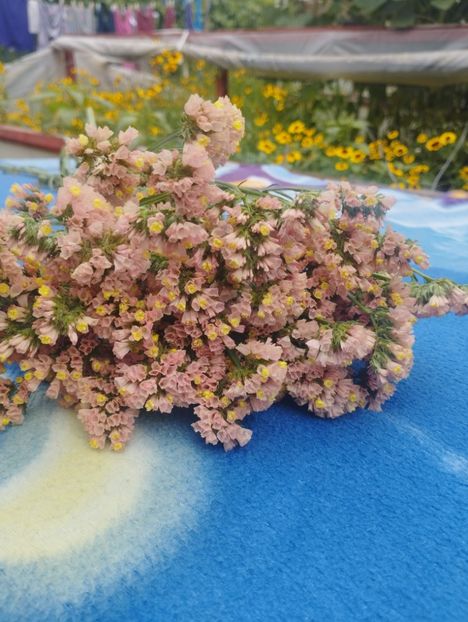  - Limonium anual a 2023