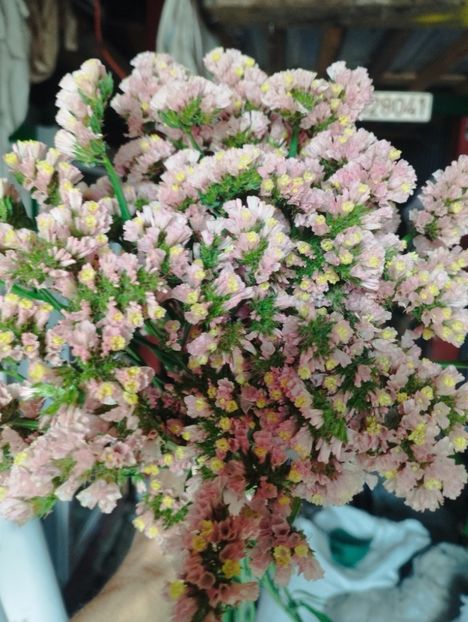  - Limonium anual a 2023