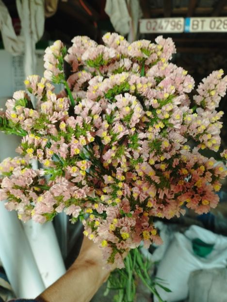  - Limonium anual a 2023