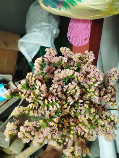  - Limonium anual a 2023