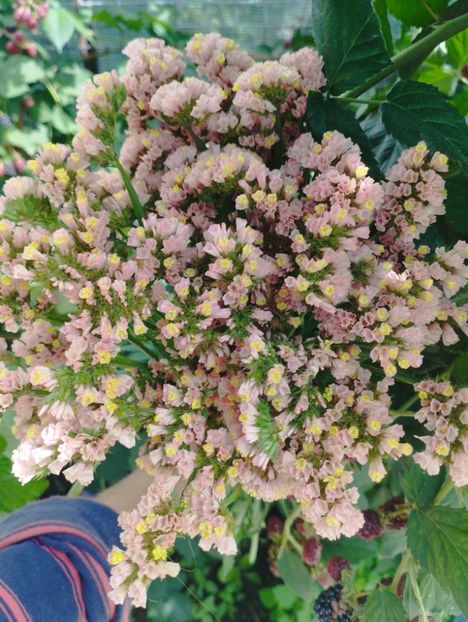  - Limonium anual a 2023