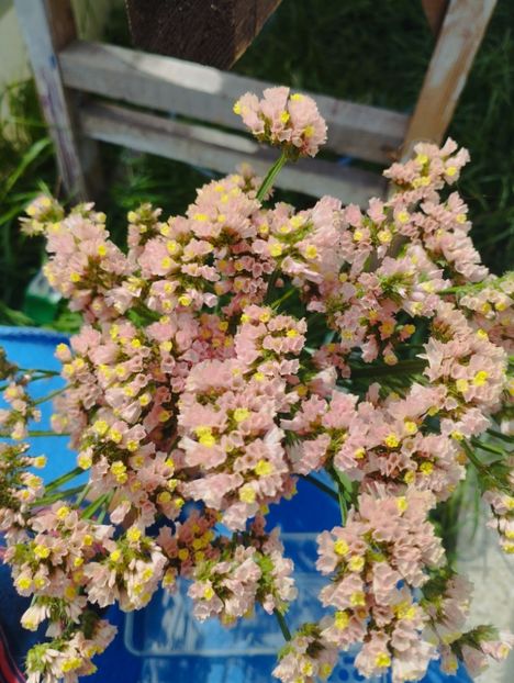  - Limonium anual a 2023
