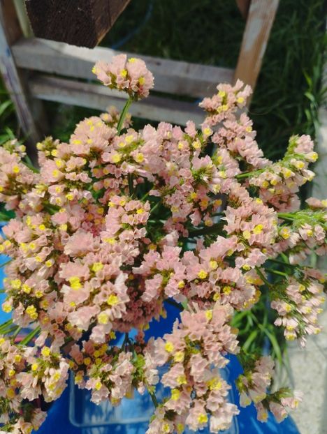  - Limonium anual a 2023